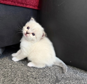 Foto №1. birma-katze - zum Verkauf in der Stadt Borgentreich | 350€ | Ankündigung № 169812