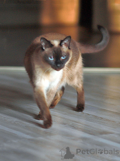 Foto №1. thaikatze - zum Verkauf in der Stadt St. Petersburg | Frei | Ankündigung № 158843