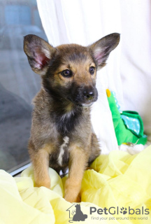 Foto №2 zu Ankündigung № 102260 zu verkaufen mischlingshund - einkaufen Russische Föderation quotient 	ankündigung