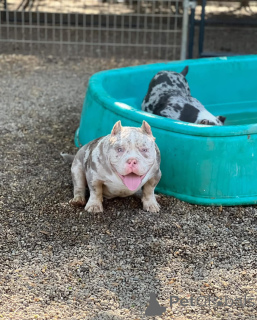 Foto №2 zu Ankündigung № 147463 zu verkaufen american bully - einkaufen Deutschland quotient 	ankündigung