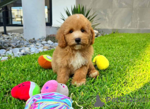 Foto №1. maltipu - zum Verkauf in der Stadt Berlin | 900€ | Ankündigung № 149822