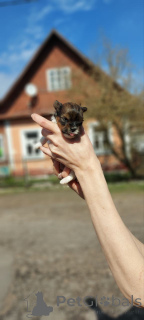 Foto №3. Für den Verkauf sind Yorkie-Cachorros verfügbar. Finnland