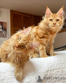 Foto №2 zu Ankündigung № 103253 zu verkaufen maine-coon-katze - einkaufen USA züchter