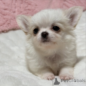 Foto №3. Chihuahua-Welpe zur Adoption verfügbar. Deutschland