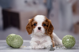 Foto №2 zu Ankündigung № 135948 zu verkaufen cavalier king charles spaniel - einkaufen Russische Föderation vom kindergarten
