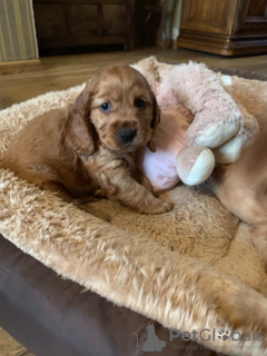 Zusätzliche Fotos: Englische Cocker Spaniel-Welpen mit Stammbaum zu verkaufen