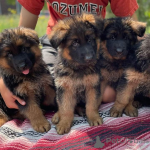 Foto №1. deutscher schäferhund - zum Verkauf in der Stadt Brandenburg | 1000€ | Ankündigung № 161550
