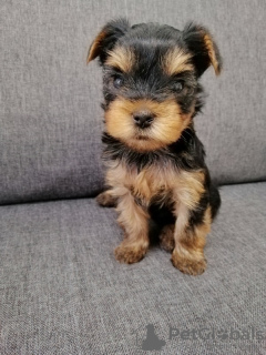 Foto №1. biewer terrier, yorkshire terrier - zum Verkauf in der Stadt Vilnius | 450€ | Ankündigung № 73047