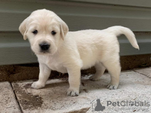 Foto №2 zu Ankündigung № 24182 zu verkaufen golden retriever - einkaufen Österreich aus dem tierheim