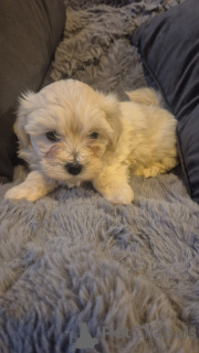 Foto №4. Ich werde verkaufen bichon frisé in der Stadt ZasenHaim. quotient 	ankündigung - preis - 580€