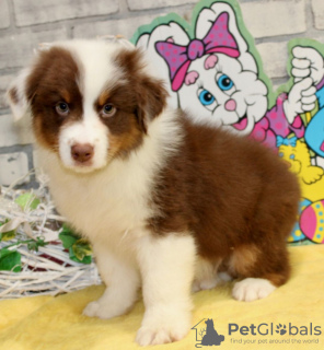 Foto №1. australian shepherd - zum Verkauf in der Stadt Oslo | 284€ | Ankündigung № 120269