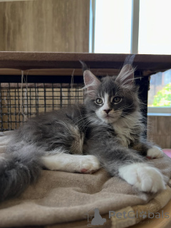 Foto №3. Reinrassige Elite-Maine-Coon-Kätzchen von außergewöhnlicher Qualität und. Niederlande