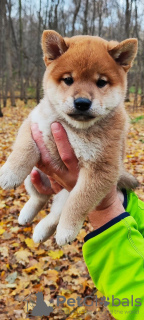 Foto №1. shiba - zum Verkauf in der Stadt Москва | verhandelt | Ankündigung № 123322