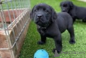 Foto №1. labrador retriever - zum Verkauf in der Stadt Berlin | Frei | Ankündigung № 126949