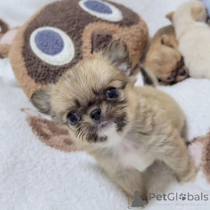 Foto №1. mischlingshund - zum Verkauf in der Stadt Tennessee City | 775€ | Ankündigung № 167179