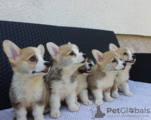 Foto №3. Welsh Corgi Pembroke Welpen. Serbien