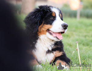 Foto №3. Berner Sennenhund Welpe. Polen