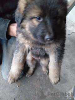 Foto №4. Ich werde verkaufen deutscher schäferhund in der Stadt Kharkov. quotient 	ankündigung - preis - 29€