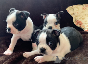 Foto №3. Boston Terrier-Welpen. Schweden