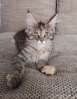 Foto №4. Ich werde verkaufen maine-coon-katze in der Stadt Kazan. vom kindergarten - preis - 328€