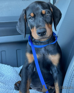 Foto №2 zu Ankündigung № 137277 zu verkaufen dobermann - einkaufen Albanien quotient 	ankündigung