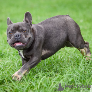 Zusätzliche Fotos: Französische Bulldogge blau und braun