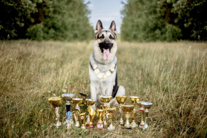 Foto №1. osteuropäischer schäferhund - zum Verkauf in der Stadt Minsk | Verhandelt | Ankündigung № 3925