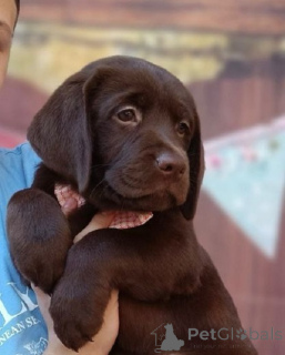 Foto №2 zu Ankündigung № 168723 zu verkaufen labrador retriever - einkaufen Serbien züchter
