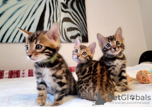 Foto №1. bengal katzenrasse - zum Verkauf in der Stadt Cinco Ranch | 284€ | Ankündigung № 114887