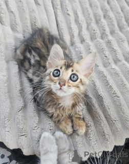 Foto №2 zu Ankündigung № 153245 zu verkaufen bengal katzenrasse - einkaufen Schweden quotient 	ankündigung