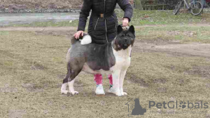 Foto №4. Ich werde verkaufen akita in der Stadt Belgrad. züchter - preis - verhandelt