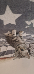 Foto №1. britisch kurzhaar - zum Verkauf in der Stadt Hannover | 200€ | Ankündigung № 147055