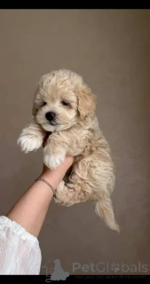 Foto №1. maltipu - zum Verkauf in der Stadt Berlin | verhandelt | Ankündigung № 154869