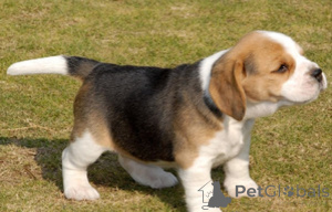 Foto №1. beagle - zum Verkauf in der Stadt Bensheim | verhandelt | Ankündigung № 175282