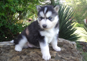 Foto №2 zu Ankündigung № 172127 zu verkaufen siberian husky - einkaufen Georgien 