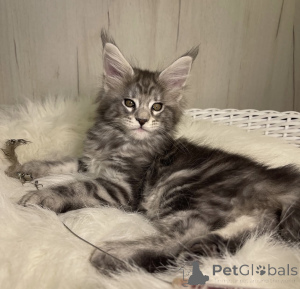 Foto №2 zu Ankündigung № 161667 zu verkaufen maine-coon-katze - einkaufen USA züchter
