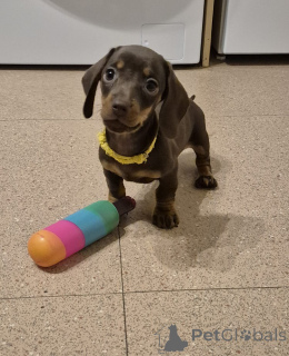 Foto №4. Ich werde verkaufen mischlingshund in der Stadt Vienna. züchter - preis - 240€