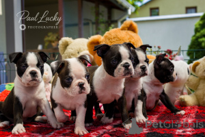 Foto №3. Beatrix Black-Tiger Boston Terrier vom Champions. Auf der Suche nach einer. Ukraine