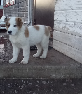 Zusätzliche Fotos: Zentralasiatischer Schäferhund Welpe / Rüde