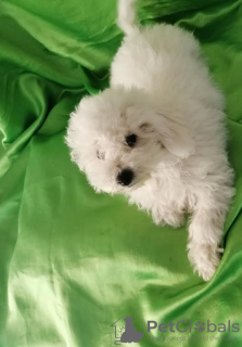 Foto №3. Curly Bichon, wunderschöne Welpen. Serbien