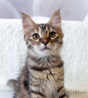 Foto №4. Ich werde verkaufen  in der Stadt Moskova. quotient 	ankündigung - preis - Frei