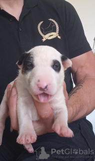 Foto №4. Ich werde verkaufen bullterrier in der Stadt Bačka Topola. züchter - preis - verhandelt