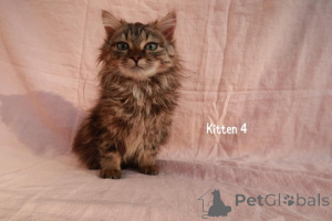 Foto №3. Maine-ECOON-KREUZungsKASTEN. Deutschland