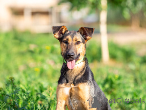 Foto №1. mischlingshund - zum Verkauf in der Stadt Moskwa | Frei | Ankündigung № 163554