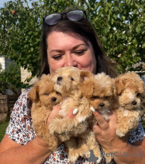 Foto №1. maltipu - zum Verkauf in der Stadt Dnipro | 2656€ | Ankündigung № 147473