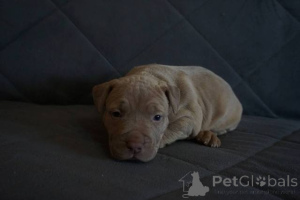 Foto №3. Pitbull Terrier Welpen. Serbien