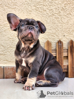 Foto №1. französische bulldogge - zum Verkauf in der Stadt Ashkelon | verhandelt | Ankündigung № 101929