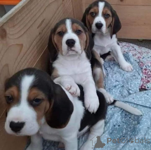 Foto №4. Ich werde verkaufen mischlingshund in der Stadt Achaern.  - preis - Frei