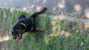 Foto №2. Paarung Service rottweiler. Preis - 100€