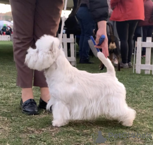 Zusätzliche Fotos: Die besten West Highland White Terrier-Welpen zu verkaufen